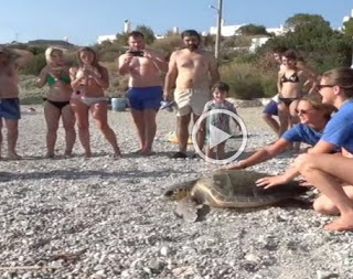 Απελευθέρωση θαλάσσιας χελώνας από το Κέντρο Διάσωσης Αρχέλων [video] - Φωτογραφία 1