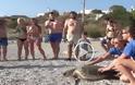 Απελευθέρωση θαλάσσιας χελώνας από το Κέντρο Διάσωσης Αρχέλων [video]