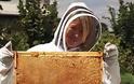 6 Διάσημοι Μελισσοκόμοι - Φωτογραφία 5