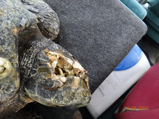 3 θαλάσσιες χελώνες νεκρές χτυπημένες στο κεφάλι βρέθηκαν σε ακτές του Θερμαϊκού μέσα σε 15 μέρες - Φωτογραφία 1