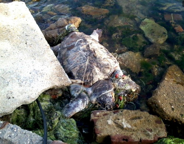 3 θαλάσσιες χελώνες νεκρές χτυπημένες στο κεφάλι βρέθηκαν σε ακτές του Θερμαϊκού μέσα σε 15 μέρες - Φωτογραφία 2