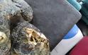 3 θαλάσσιες χελώνες νεκρές χτυπημένες στο κεφάλι βρέθηκαν σε ακτές του Θερμαϊκού μέσα σε 15 μέρες - Φωτογραφία 1