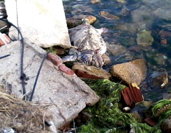 3 θαλάσσιες χελώνες νεκρές χτυπημένες στο κεφάλι βρέθηκαν σε ακτές του Θερμαϊκού μέσα σε 15 μέρες - Φωτογραφία 3