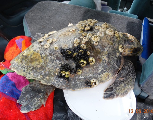 3 θαλάσσιες χελώνες νεκρές χτυπημένες στο κεφάλι βρέθηκαν σε ακτές του Θερμαϊκού μέσα σε 15 μέρες - Φωτογραφία 4