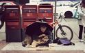 Αυτό θα πει αφοσίωση: Σκυλιά που έμειναν με τα αφεντικά τους στα δύσκολα... [photos] - Φωτογραφία 2