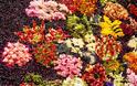 “Zωντανός” πίνακας με 25.000 λουλούδια! [photos]