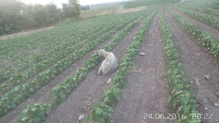 Έσωσαν το πρόβατο που βρήκαν άρρωστο, σκελετωμένο να το τρώνε τα σκουλήκια σε χωράφι κοντά στα Γιαννιτσά - Φωτογραφία 1