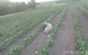 Έσωσαν το πρόβατο που βρήκαν άρρωστο, σκελετωμένο να το τρώνε τα σκουλήκια σε χωράφι κοντά στα Γιαννιτσά