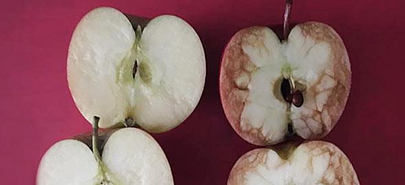 «Το χτυπημένο μήλο»: Το κόλπο που σκέφτηκε μια δασκάλα για να διδάξει τον πόνο που προκαλεί το bullying - Φωτογραφία 2