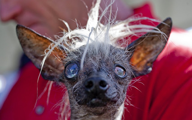 Ο πιο άσχημος σκύλος του κόσμου! [photos] - Φωτογραφία 6