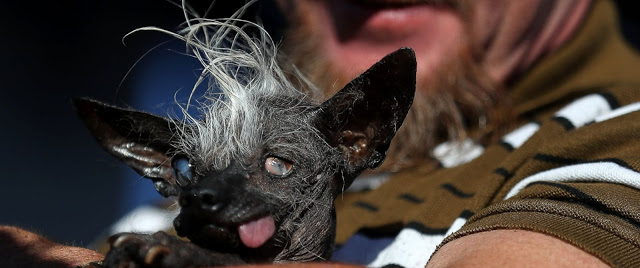 Ο πιο άσχημος σκύλος του κόσμου! [photos] - Φωτογραφία 7