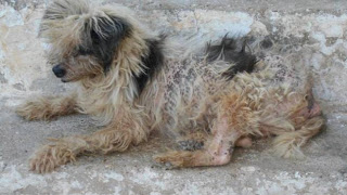 Αχαΐα: Απελπιστική η κατάσταση με τα αδέσποτα - Ξέθαψαν νεκρό σκύλο και τον έφαγαν! [photos] - Φωτογραφία 1