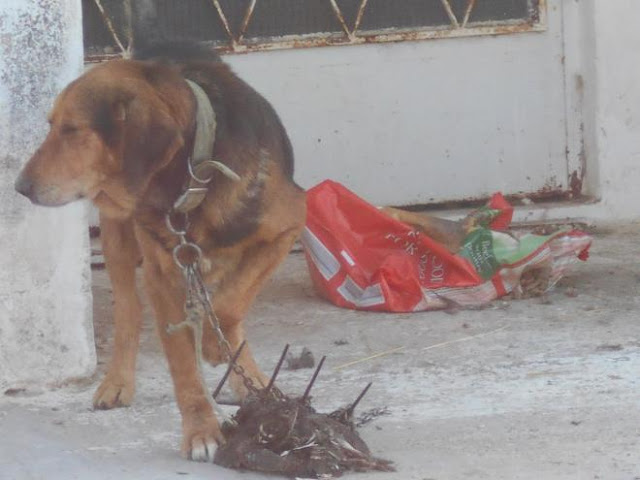 Αχαΐα: Απελπιστική η κατάσταση με τα αδέσποτα - Ξέθαψαν νεκρό σκύλο και τον έφαγαν! [photos] - Φωτογραφία 3