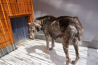 Η διάσωση του σκύλου στην Αθήνα που...πέτρωνε μέρα με τη μέρα! [photos] - Φωτογραφία 1
