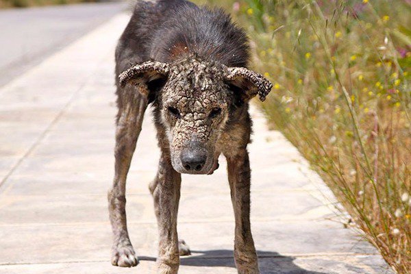 Η διάσωση του σκύλου στην Αθήνα που...πέτρωνε μέρα με τη μέρα! [photos] - Φωτογραφία 4