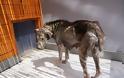 Η διάσωση του σκύλου στην Αθήνα που...πέτρωνε μέρα με τη μέρα! [photos] - Φωτογραφία 3