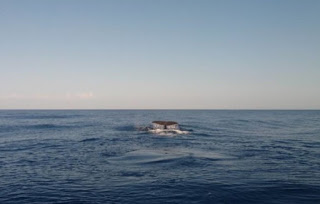 Όλο και πιο συχνές οι...επισκέψεις φαλαινών στα νερά της Κρήτης - Φωτογραφία 1