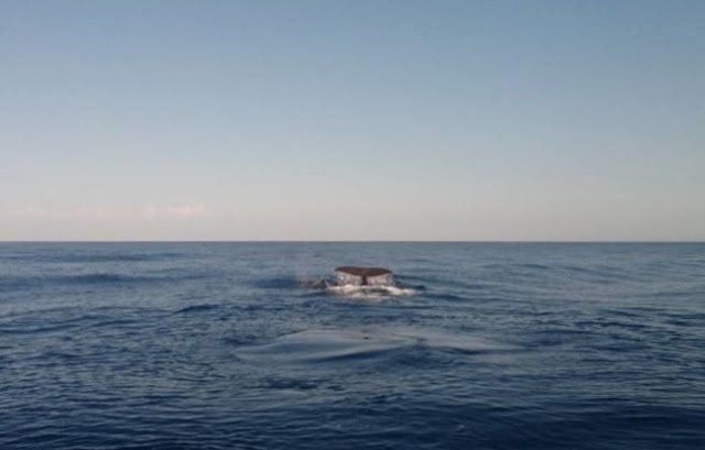 Όλο και πιο συχνές οι...επισκέψεις φαλαινών στα νερά της Κρήτης - Φωτογραφία 2