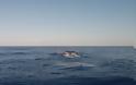 Όλο και πιο συχνές οι...επισκέψεις φαλαινών στα νερά της Κρήτης - Φωτογραφία 1