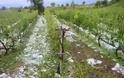 Ζημιές σε 7.000 στρέμματα καλλιεργειών από το χαλάζι στο Δ. Αλμυρού