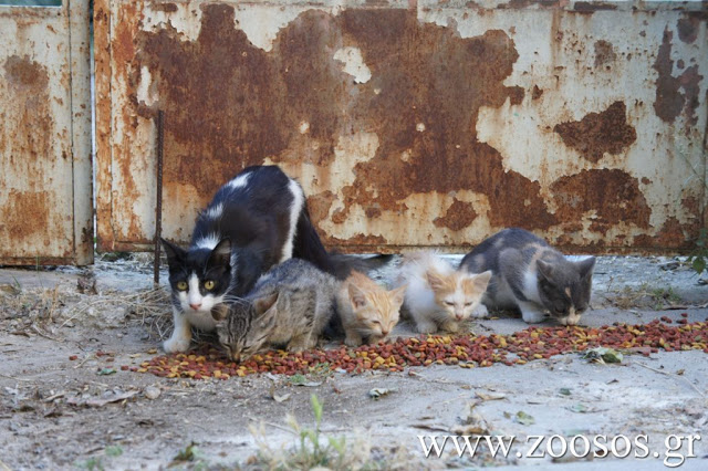 Διευκρινίσεις για τη διαδικασία υιοθεσίας αδέσποτων ζώων συντροφιάς εντός & εκτός Ελλάδας δίνει το ΥΠ.Α.Α.Τ. - Φωτογραφία 2