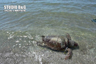 Θανάσιμα τραυματισμένη θαλάσσια χελώνα Καρέτα Καρέτα στην Αργολίδα - Φωτογραφία 1