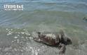 Θανάσιμα τραυματισμένη θαλάσσια χελώνα Καρέτα Καρέτα στην Αργολίδα