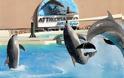 Ο Δημαράς ζητά το τέλος των show με τα δελφίνια στο Αττικό Ζωολογικό Πάρκο