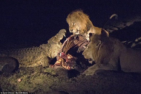 Η απόλυτη μάχη: Κροκόδειλος τα βάζει με δυο λιοντάρια για ένα κομμάτι κρέας. Ποιος θα κερδίσει; [photos] - Φωτογραφία 2