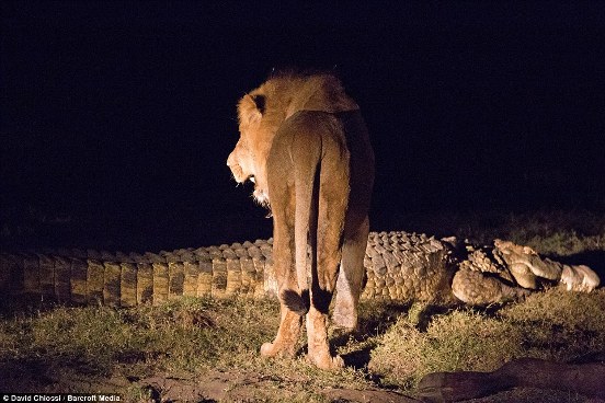 Η απόλυτη μάχη: Κροκόδειλος τα βάζει με δυο λιοντάρια για ένα κομμάτι κρέας. Ποιος θα κερδίσει; [photos] - Φωτογραφία 3