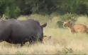 Απίθανο βίντεο: Δείτε τη μάχη ενός λιονταριού και ενός ρινόκερου - Ποιος θα κερδίσει; [video]