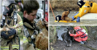 ΗΡΩΕΣ! Δείτε 16 Γενναίους πυροσβέστες τη στιγμή που σώζουν τις ζωές διαφόρων ζώων... [photos] - Φωτογραφία 1