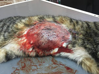 Βρήκε την γάτα της πυροβολημένη στην αυλή του σπιτιού της στη Γλυφάδα - Φωτογραφία 1