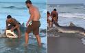 Πιάνει με γυμvά χέρια έναν καρχαρία-τίγρη και τον βγάζει στα ρηχά! - Φωτογραφία 1