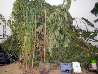 Απίστευτο! Καλλιεργούσε χασισόδεντρα στην αυλή του σπιτιού του στη Ρόδο - Φωτογραφία 2