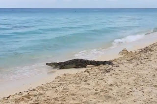 Κροκόδειλος περπατά σε παραλία ανάμεσα σε τουρίστες! [video] - Φωτογραφία 1