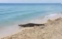 Κροκόδειλος περπατά σε παραλία ανάμεσα σε τουρίστες! [video]