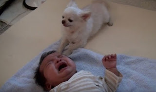 Αυτό που κάνει το τσιουάουα για να ΗΡΕΜΗΣΕΙ το μωρό θα σας κάνει να Λυγισετε... [video] - Φωτογραφία 1