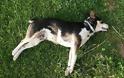 Μπαράζ δηλητηρίασης σκύλων από ασυνείδητο. 6 νεκροί σκύλοι σε μικρο χρονικό διάστημα