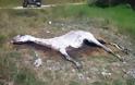 Ζάκυνθος: Αναζητούν τον ιδιοκτήτη του αλόγου που το εγκατέλειψε και το άφησε να πεθάνει