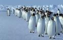 Τα άσχημα νέα για τους πιγκουίνους που ΠΡΕΠΕΙ να μάθουμε