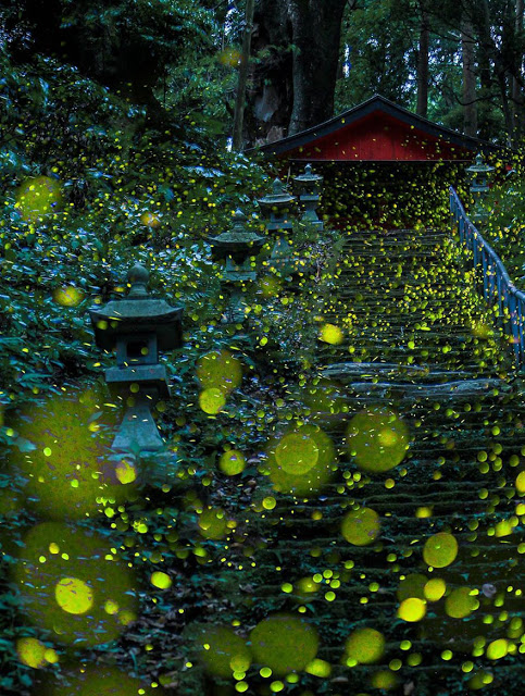Απίστευτο θέαμα στην Ιαπωνία από... πυγολαμπίδες! [photos] - Φωτογραφία 3