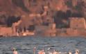 Πανέμορφα φλαμίνγκο εμφανίστηκαν στο Ναύπλιο [photos+video]