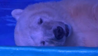 ΣΑΛΟΣ! Έχουν πολική αρκούδα παγιδευμένη σε εμπορικό κέντρο για να... βγάζουν selfie οι περαστικοί! - Φωτογραφία 1