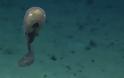 Μυστηριώδη πλάσματα που βρέθηκαν στους ωκεανούς! [photos] - Φωτογραφία 12