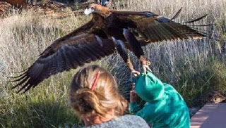 Παραλίγο τραγωδία: Αετός επιχείρησε να αρπάξει αγόρι σε επίδειξη αρπακτικών στην Αυστραλία - Φωτογραφία 1