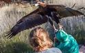 Παραλίγο τραγωδία: Αετός επιχείρησε να αρπάξει αγόρι σε επίδειξη αρπακτικών στην Αυστραλία