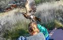 Παραλίγο τραγωδία: Αετός επιχείρησε να αρπάξει αγόρι σε επίδειξη αρπακτικών στην Αυστραλία - Φωτογραφία 2