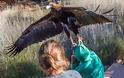 Παραλίγο τραγωδία: Αετός επιχείρησε να αρπάξει αγόρι σε επίδειξη αρπακτικών στην Αυστραλία - Φωτογραφία 3