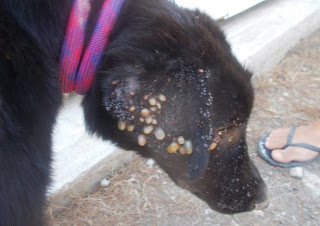 Σαλαμίνα: Πυροσβέστες βρήκαν τον ένα σκύλο νεκρό και τον δεύτερο να τον τρώνε εκατοντάδες τσιμπούρια - Φωτογραφία 1